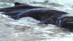 Ballena varada en Mazagón